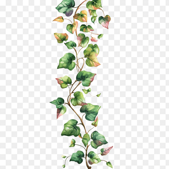 ivy plant clipart