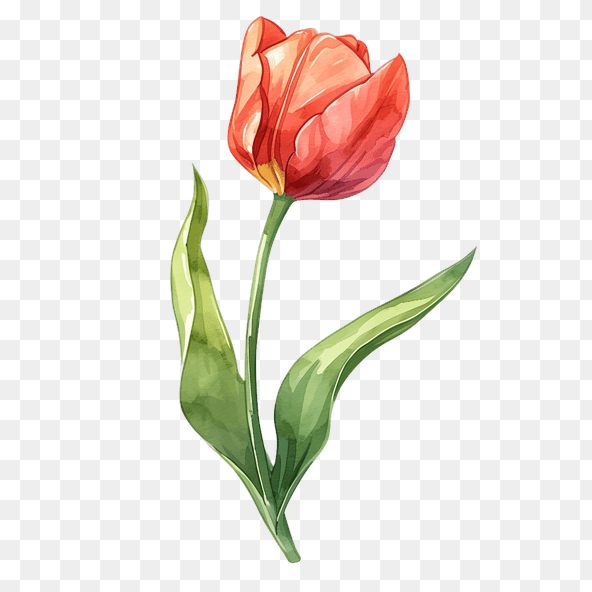 tulip clipart