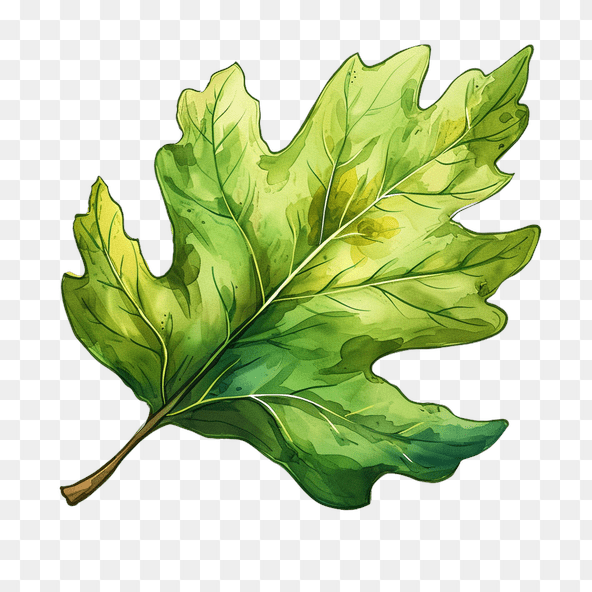 cute leaf clipart