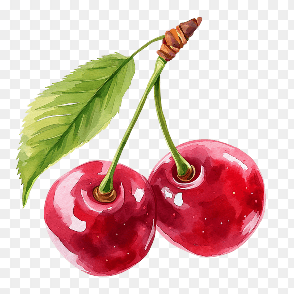 realistic cherry clipart