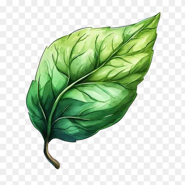Green leaf clipart