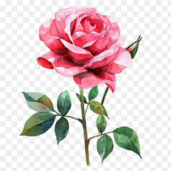 Pink rose clipart