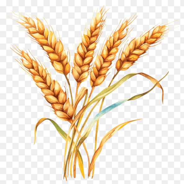 wheat clipart