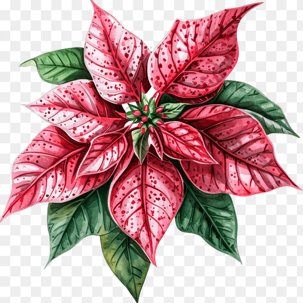 christmas poinsettia clipart
