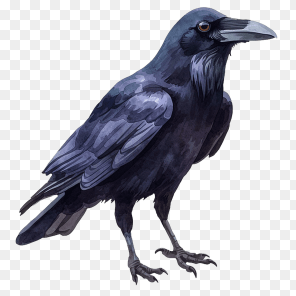 Majestic Raven Clipart