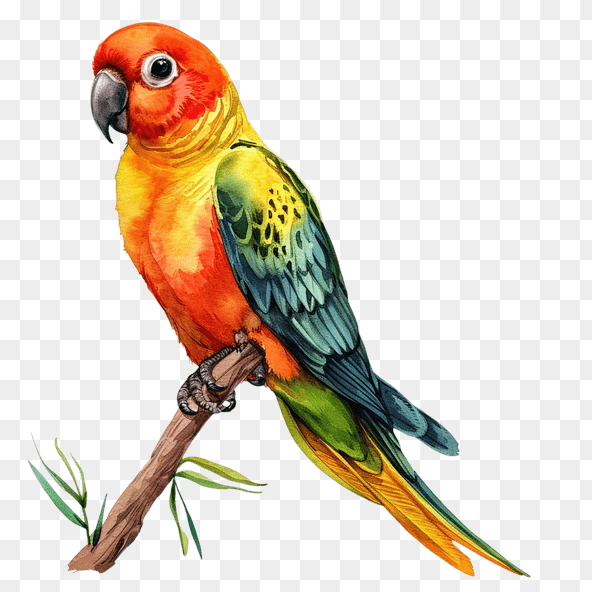 Sun Conure Parrot clipart