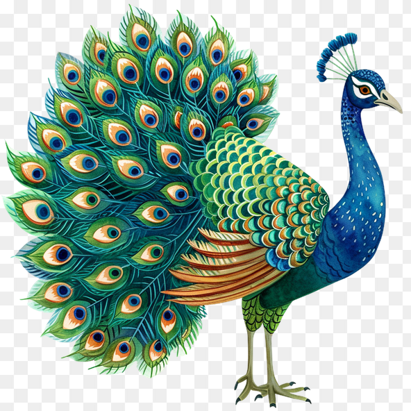 peacock clipart