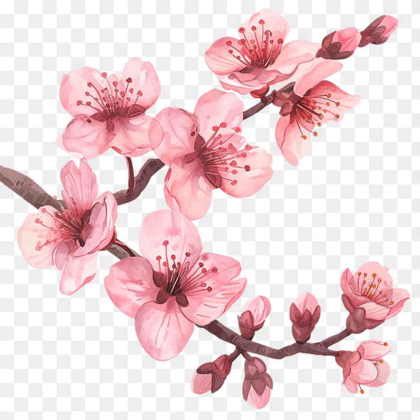 cherry blossom clipart