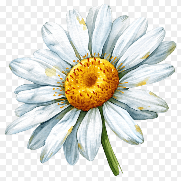 cute daisy clipart