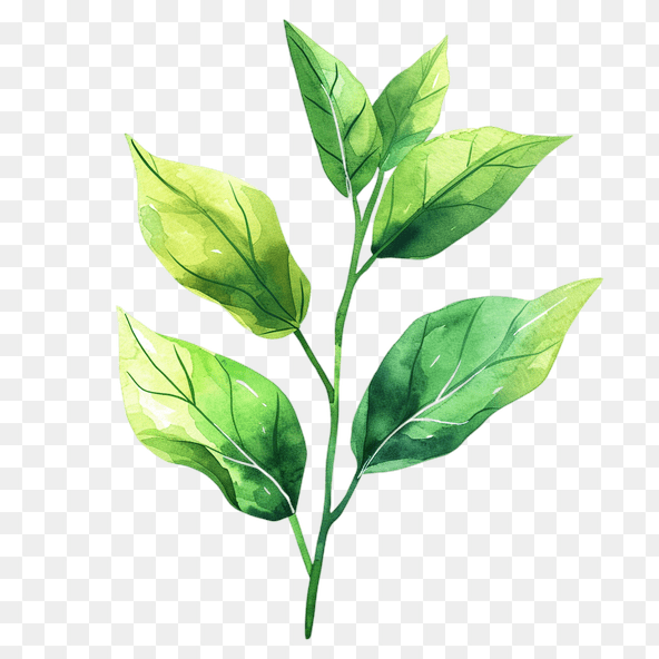 green leaves clipart