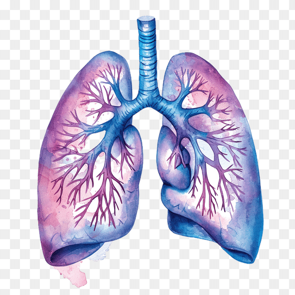 watercolor lungs painting clipart