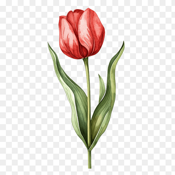 Red Tulip Watercolor Clipart