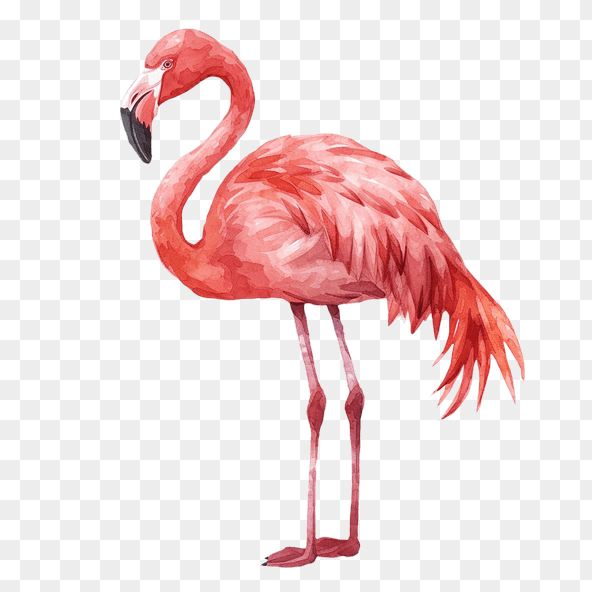watercolor flamingo clipar