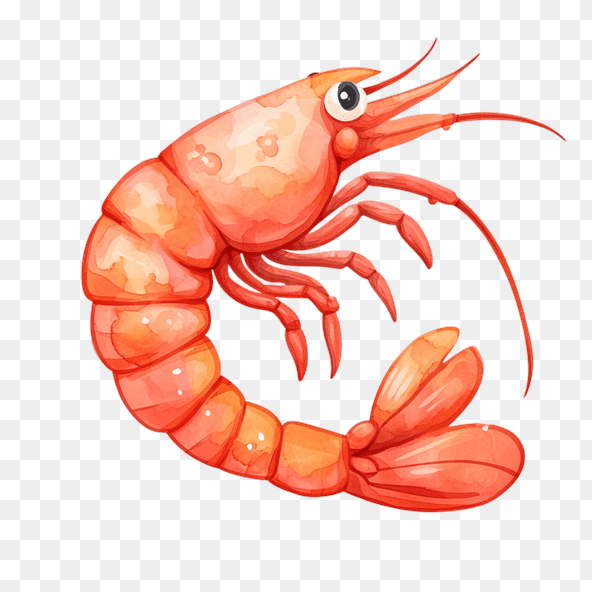 shrimp clipart