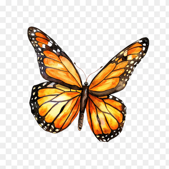 Orange Butterfly Watercolor Clipart