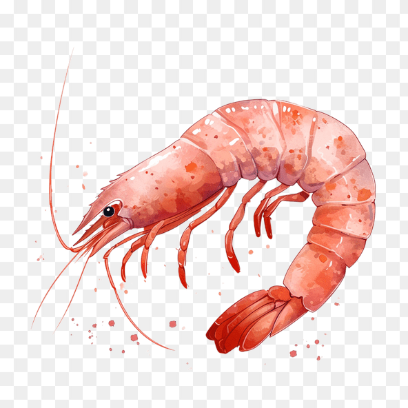 cute Shrimp Clipart