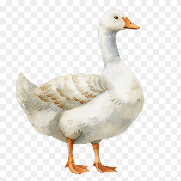 Cute Watercolor Goose Clipart