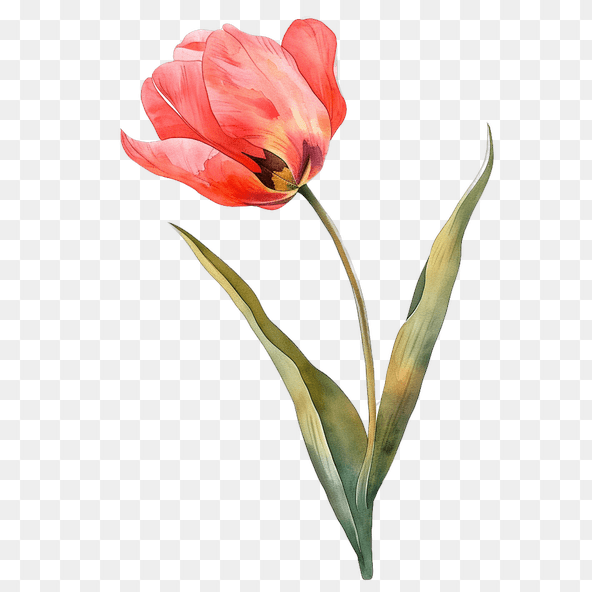 pink tulip clipart