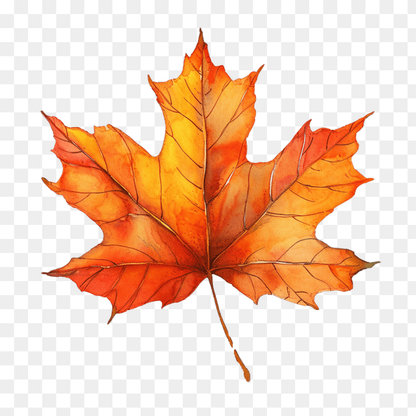 Watercolor Autumn Maple Leaf Clipart