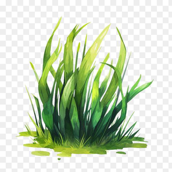 Green Grass Transparent Clipart