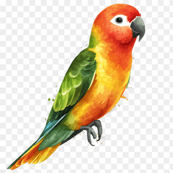 sun conure parrot clipart