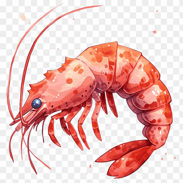 Red Shrimp Watercolor Clipart