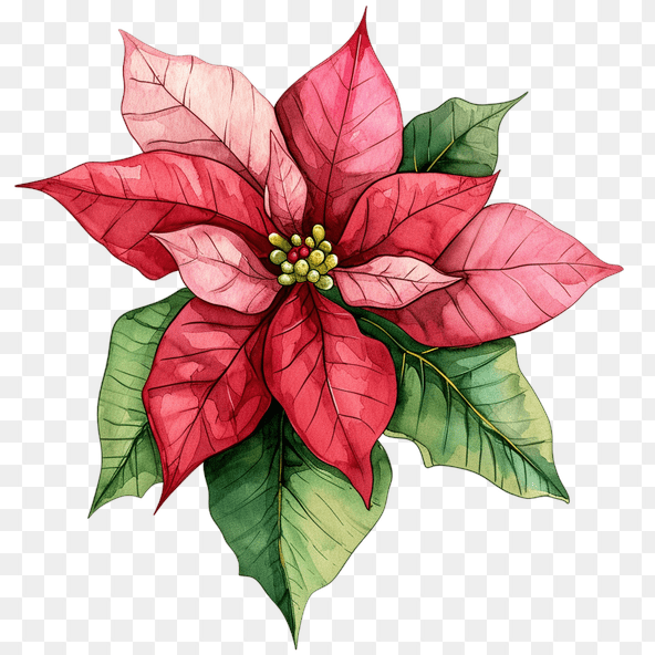 poinsettia clipart