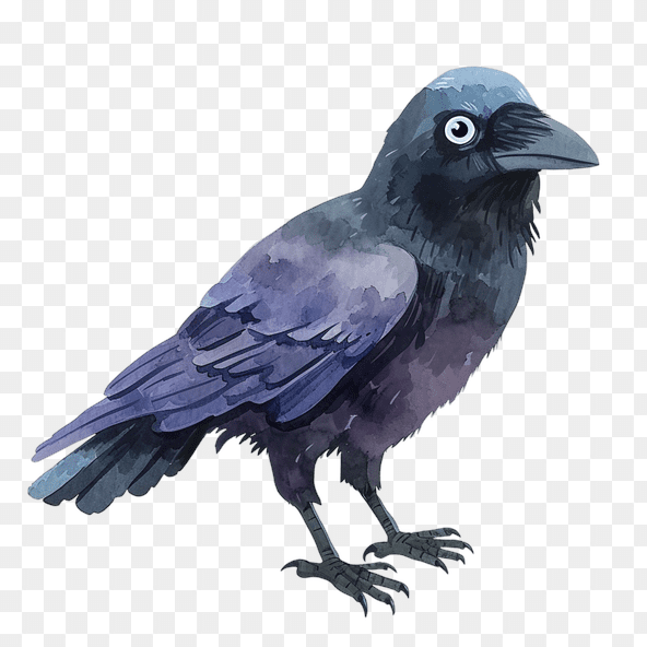 crow clipart