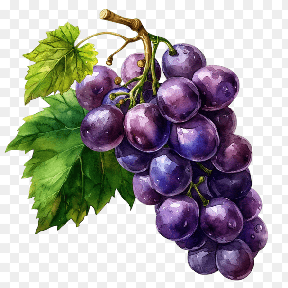 Watercolor Grape Clipart