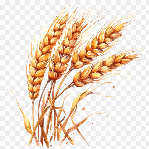 Watercolor Wheat Clipart