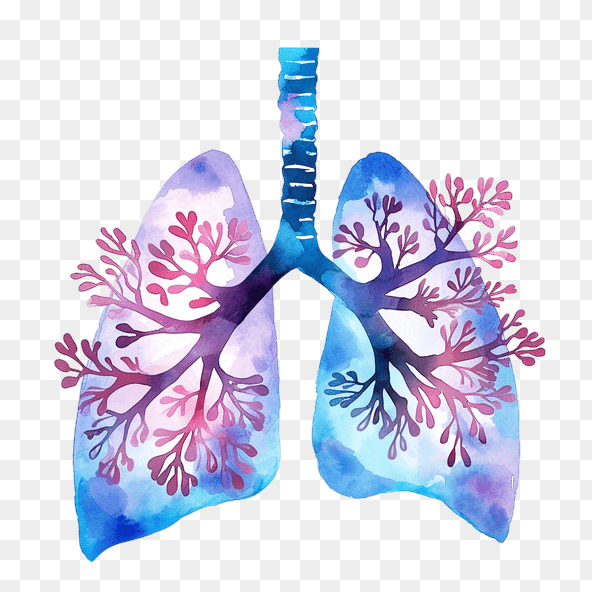 Watercolor Lungs Anatomy Illustration