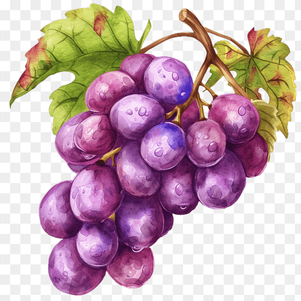 purple watercolor grapes bunch clipart