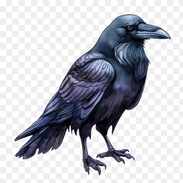 black raven watercolor clipart