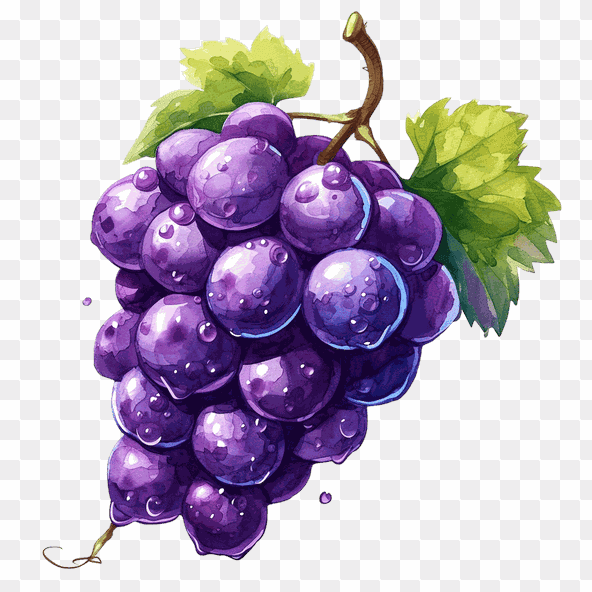 Watercolor Purple Grapes Clipart