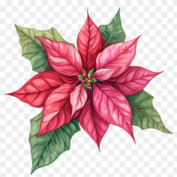 Watercolor Christmas Poinsettia Clipart