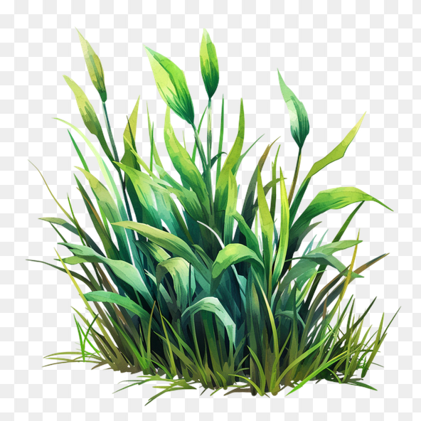 grass clipart