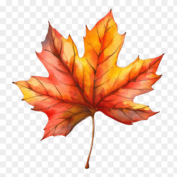 red maple leaf watercolor clipart