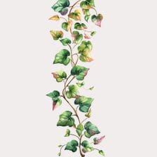 ivy plant clipart