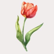tulip clipart