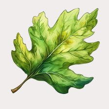 cute leaf clipart