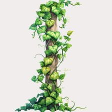 gren ivy clipart