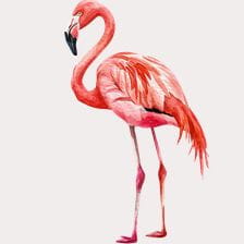 pink flamingo clipart
