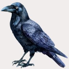 cute raven clipart