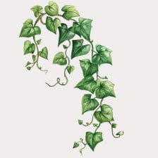 Watercolor Green Ivy Vine Clipart