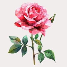 Pink rose clipart