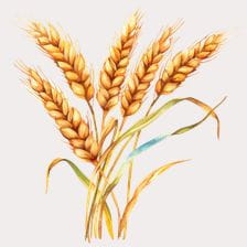 wheat clipart