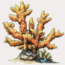 Orange Watercolor Coral Reef Clipart