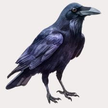 Majestic Raven Clipart
