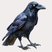 adorable crow clipart