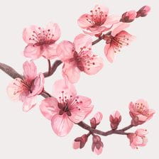 cherry blossom clipart